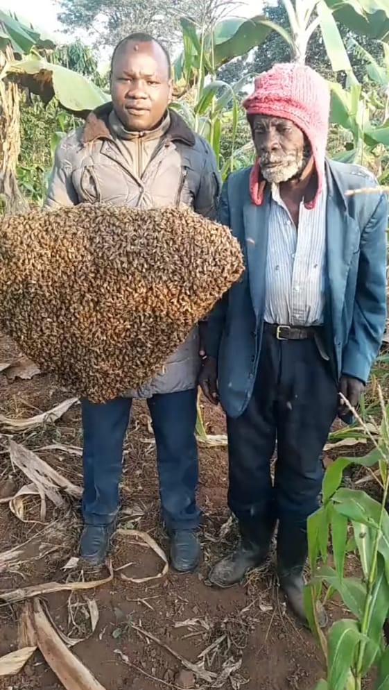 Healing with Bees